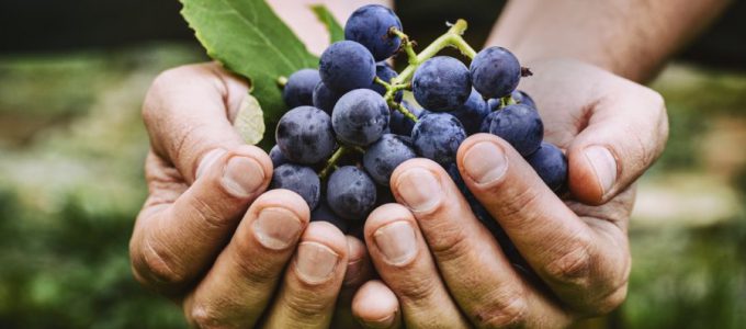 Terapia do vinho. Como cuidar da pele de cabeça fria?